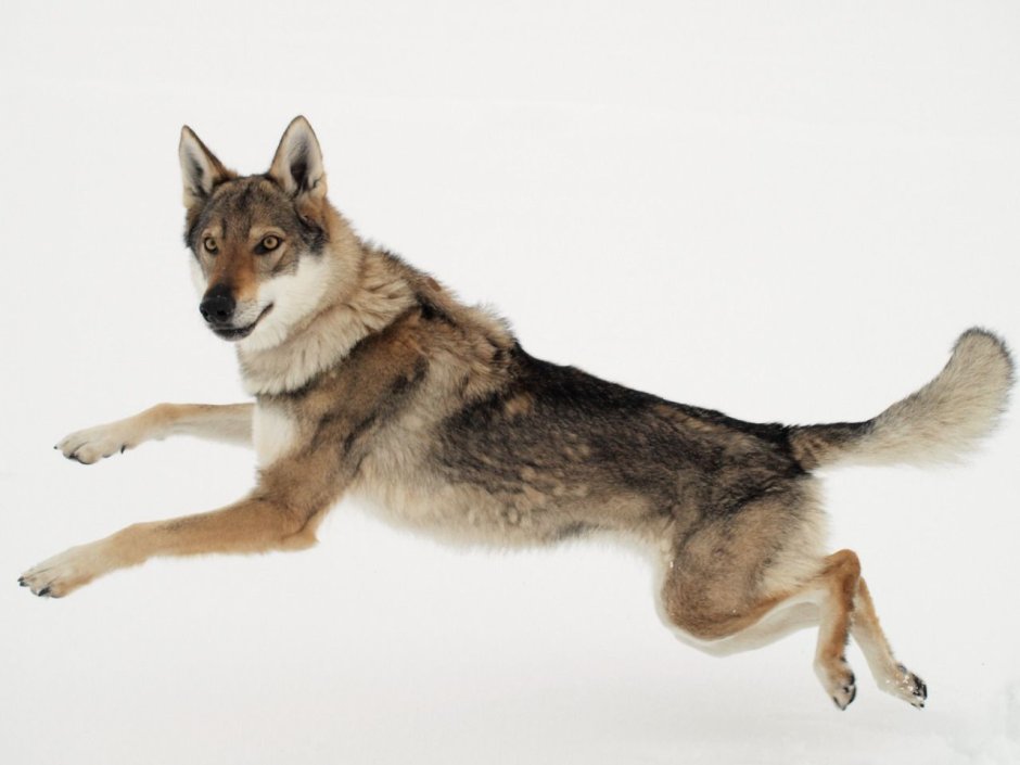 Собака волк фото