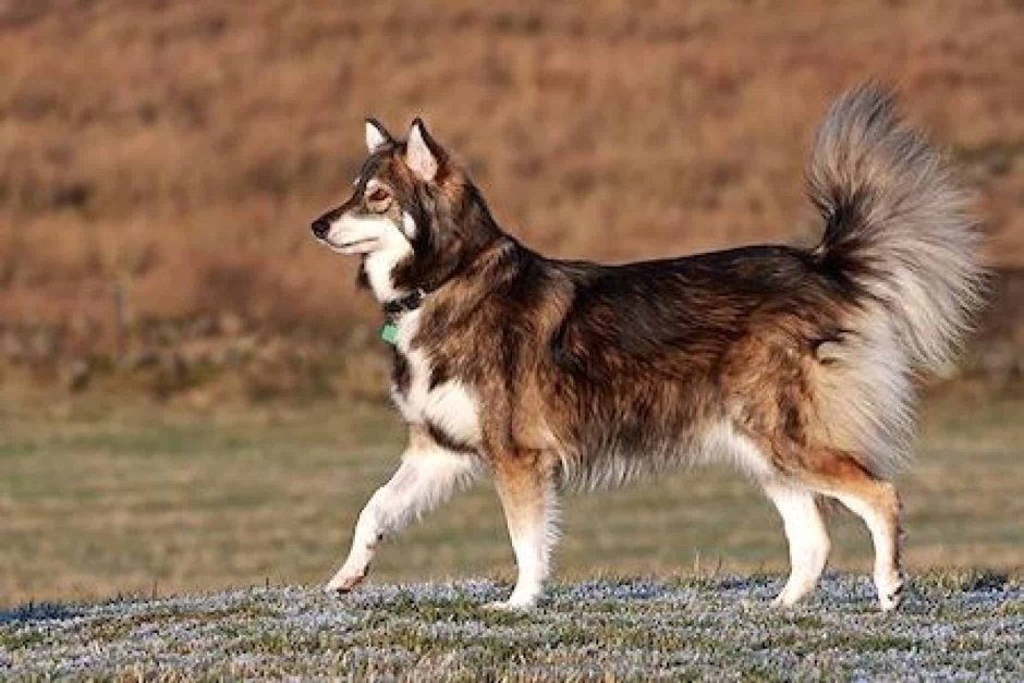 Маламут утонаган