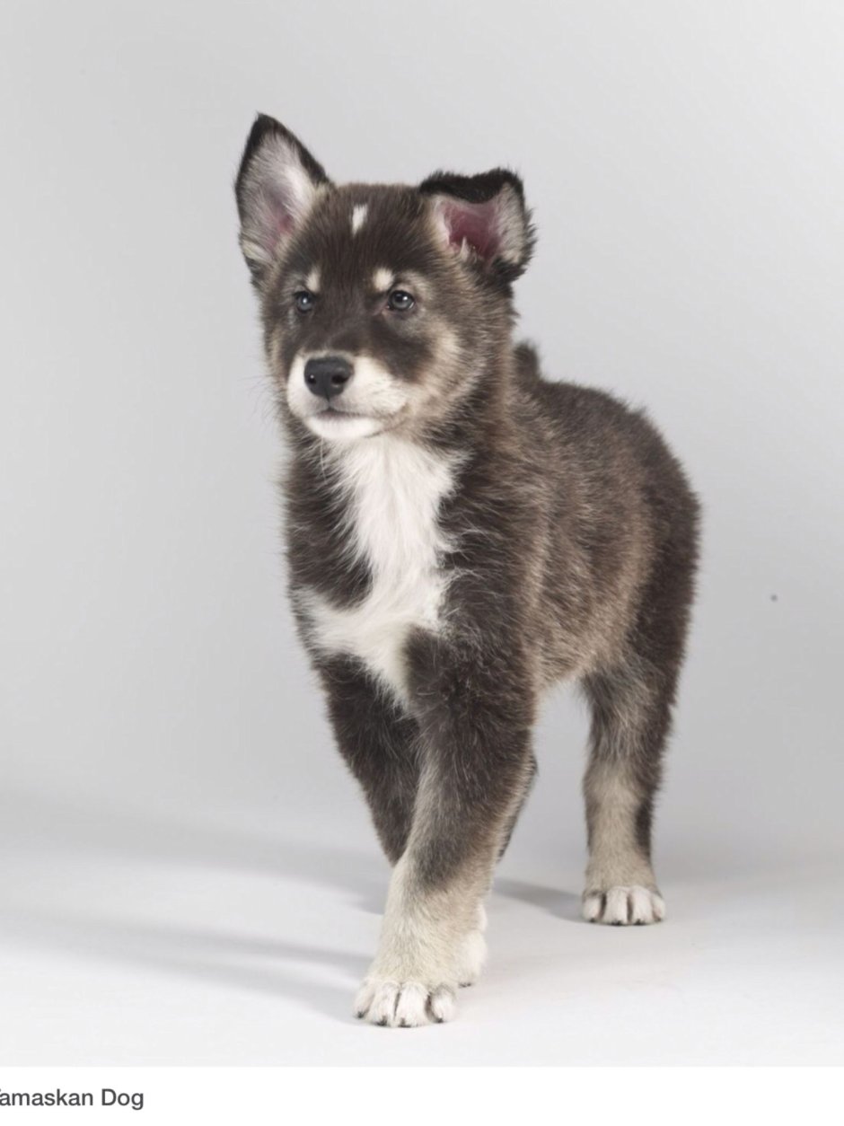 Тамаскан купить щенка