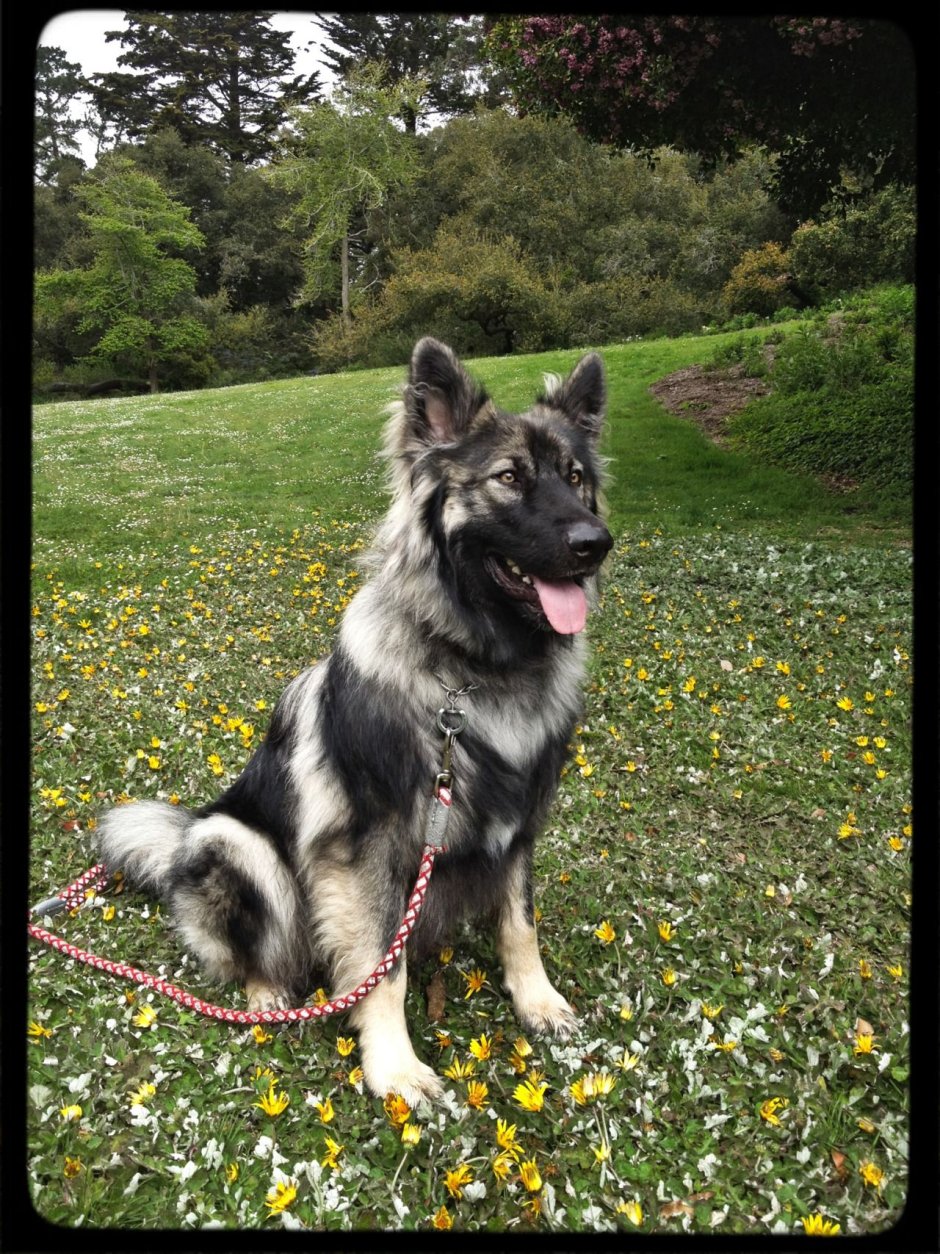 Овчарка утонаган