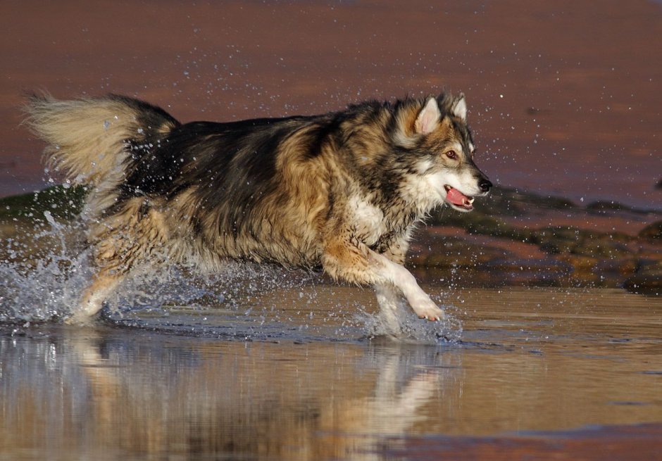 Щенки утонаган 1 день