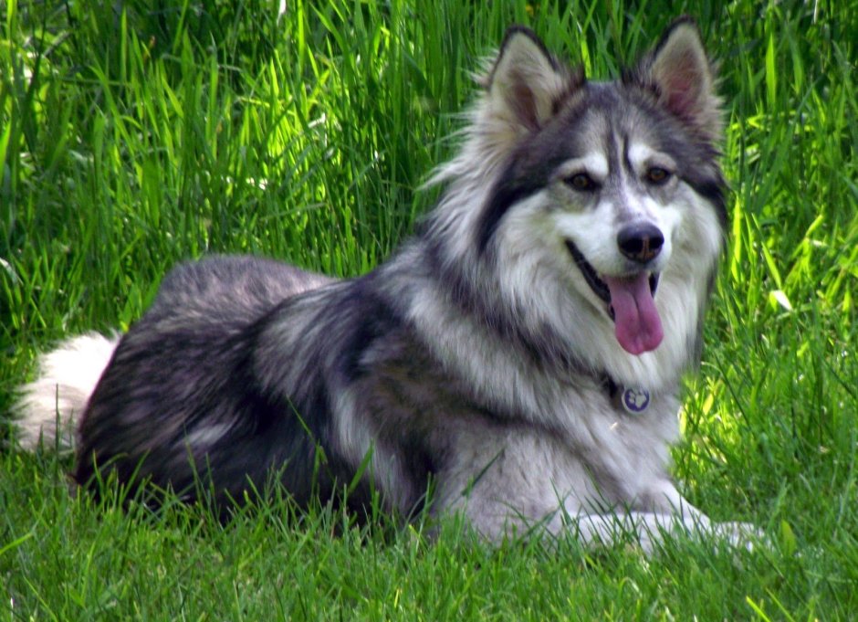 Утонаган собака