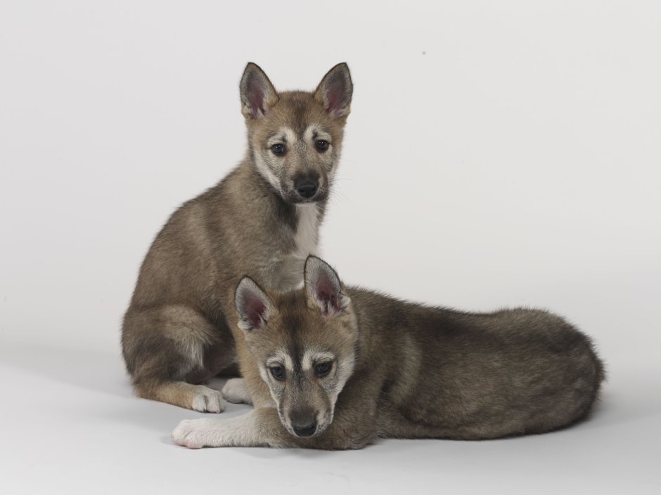 Тамаскан щенок