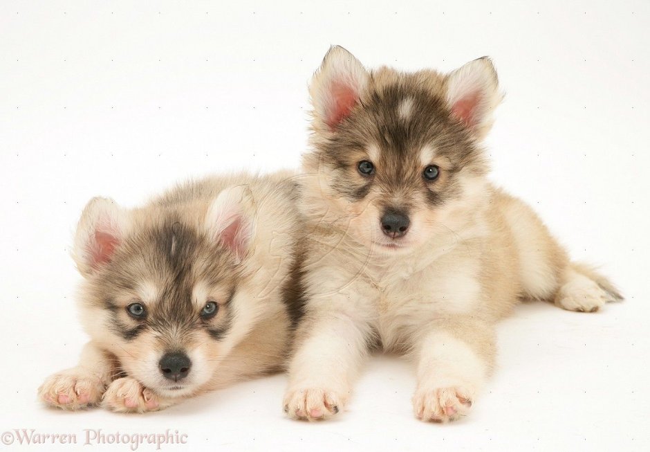 Щенки утонаган 1 день