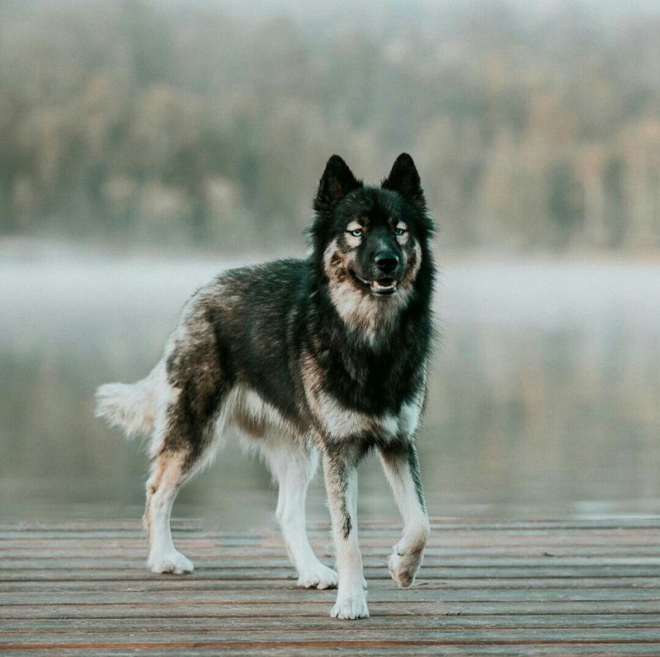 Овчарка утонаган