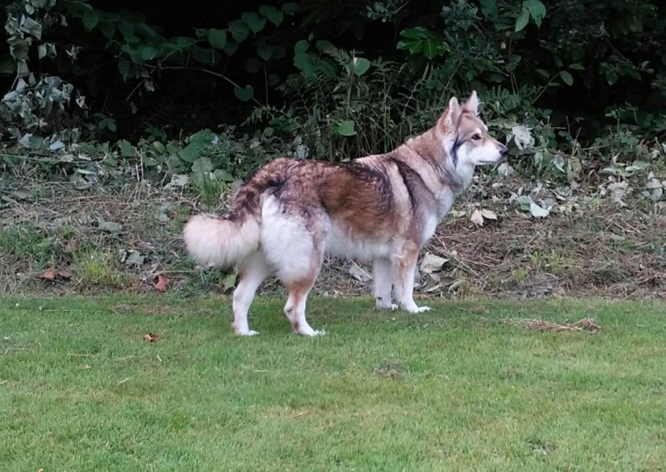 Утонаган щенки