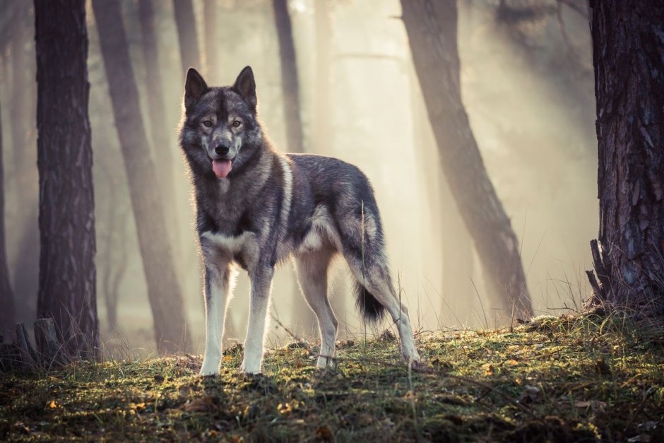 Хаски волк агути