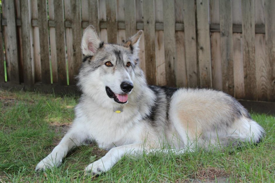 Куньминская овчарка