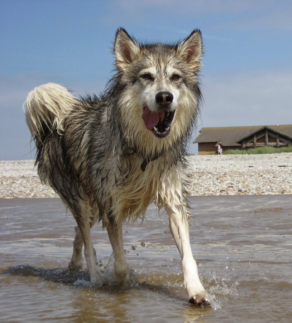 Утонаган щенки