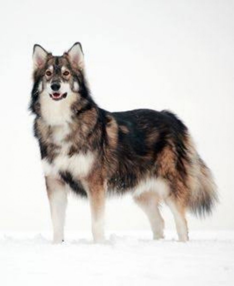 Порода собак утонаган