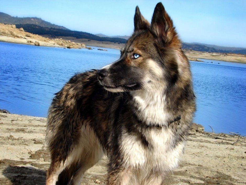 Герберийский шепски