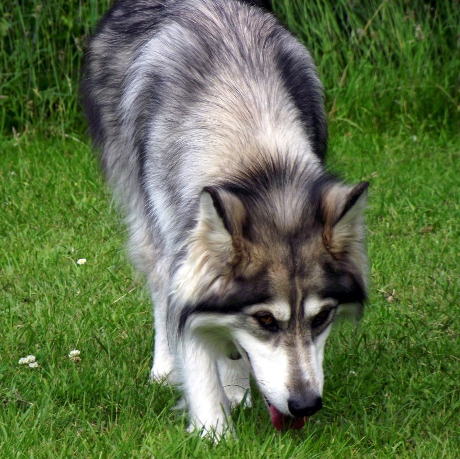 Порода собак утонаган