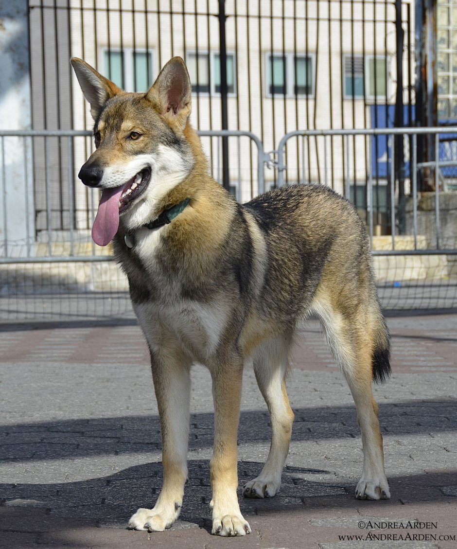 Утонаган собака