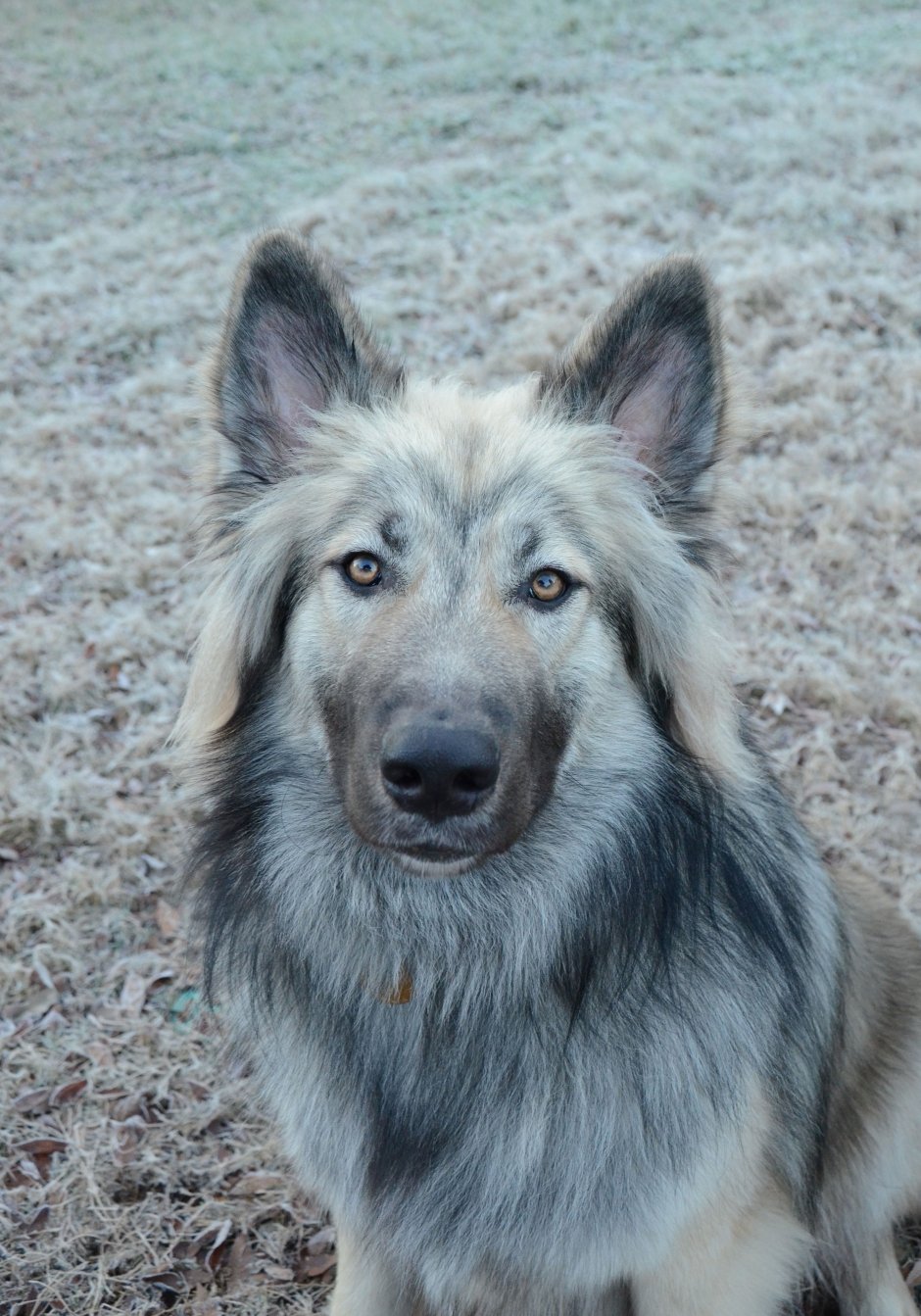 Американская индейская собака