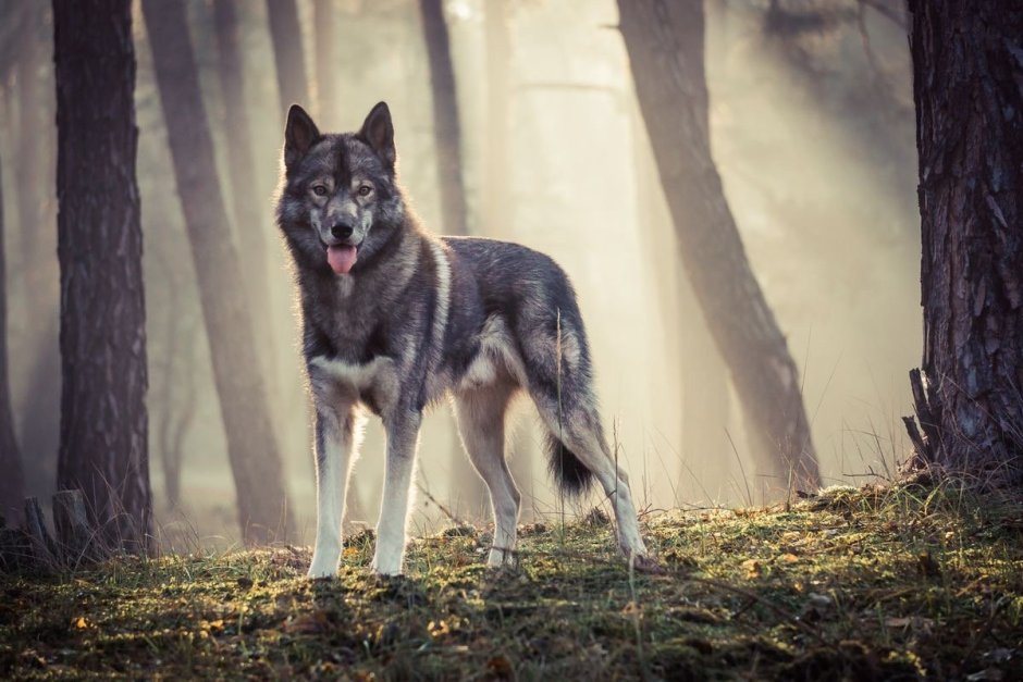 Красный агути хаски