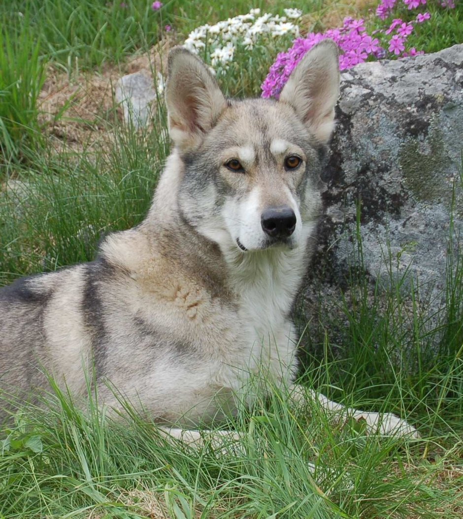 Хаски тамаскан