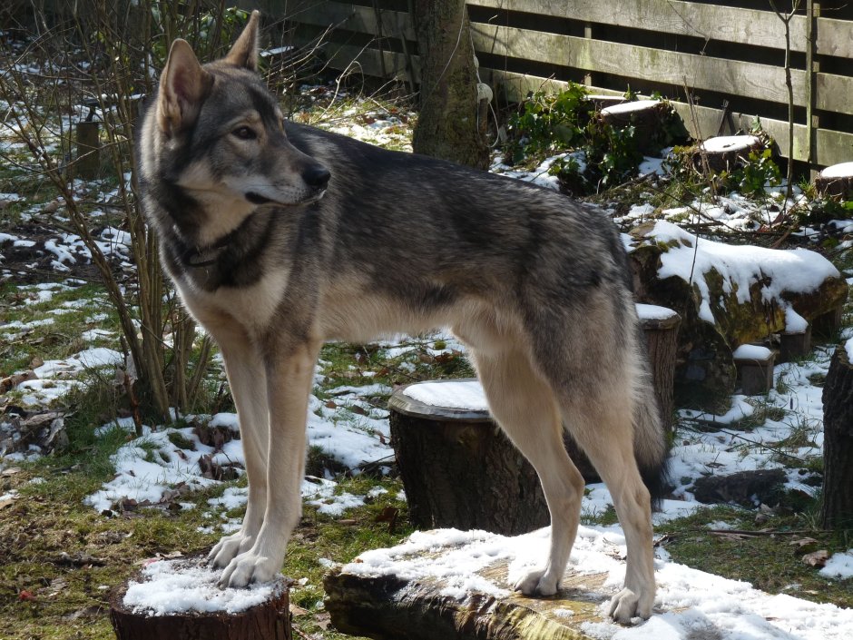 Маламут волкодав