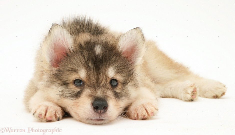 Новорожденные щенки утонаган