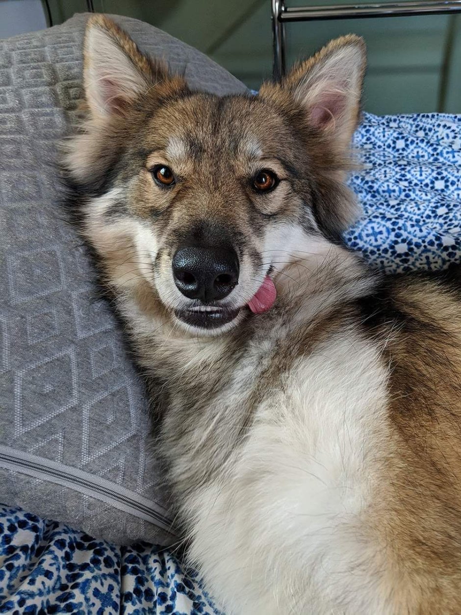 Утонаган или Северный инуит