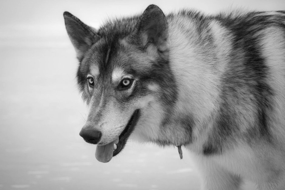 Волчий лайк