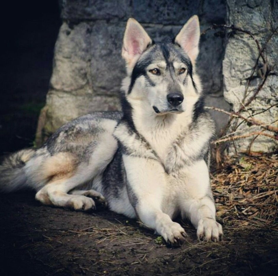 Порода Северный инуит