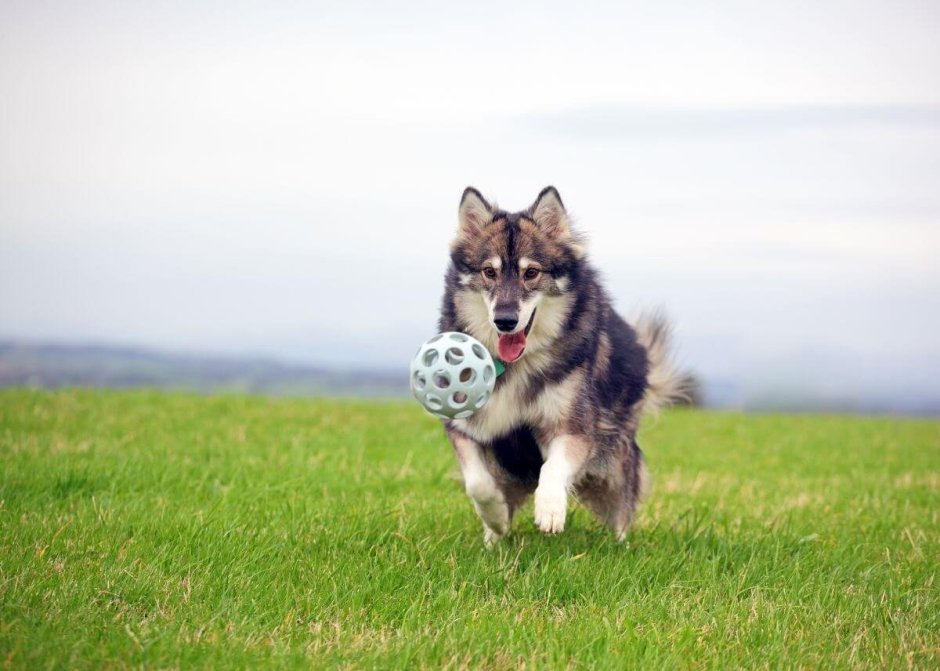 Порода собак утонаган