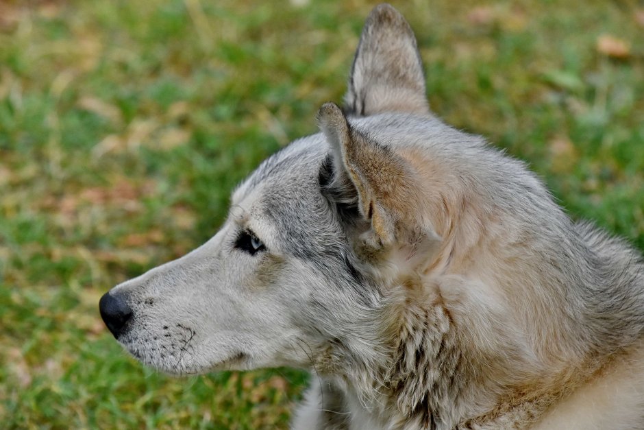 Волэнд собака