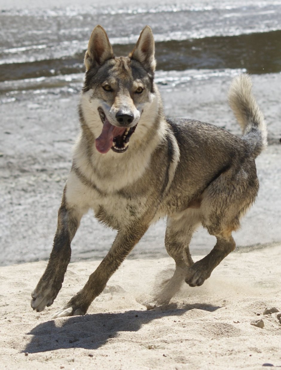 Метис хаски и волка