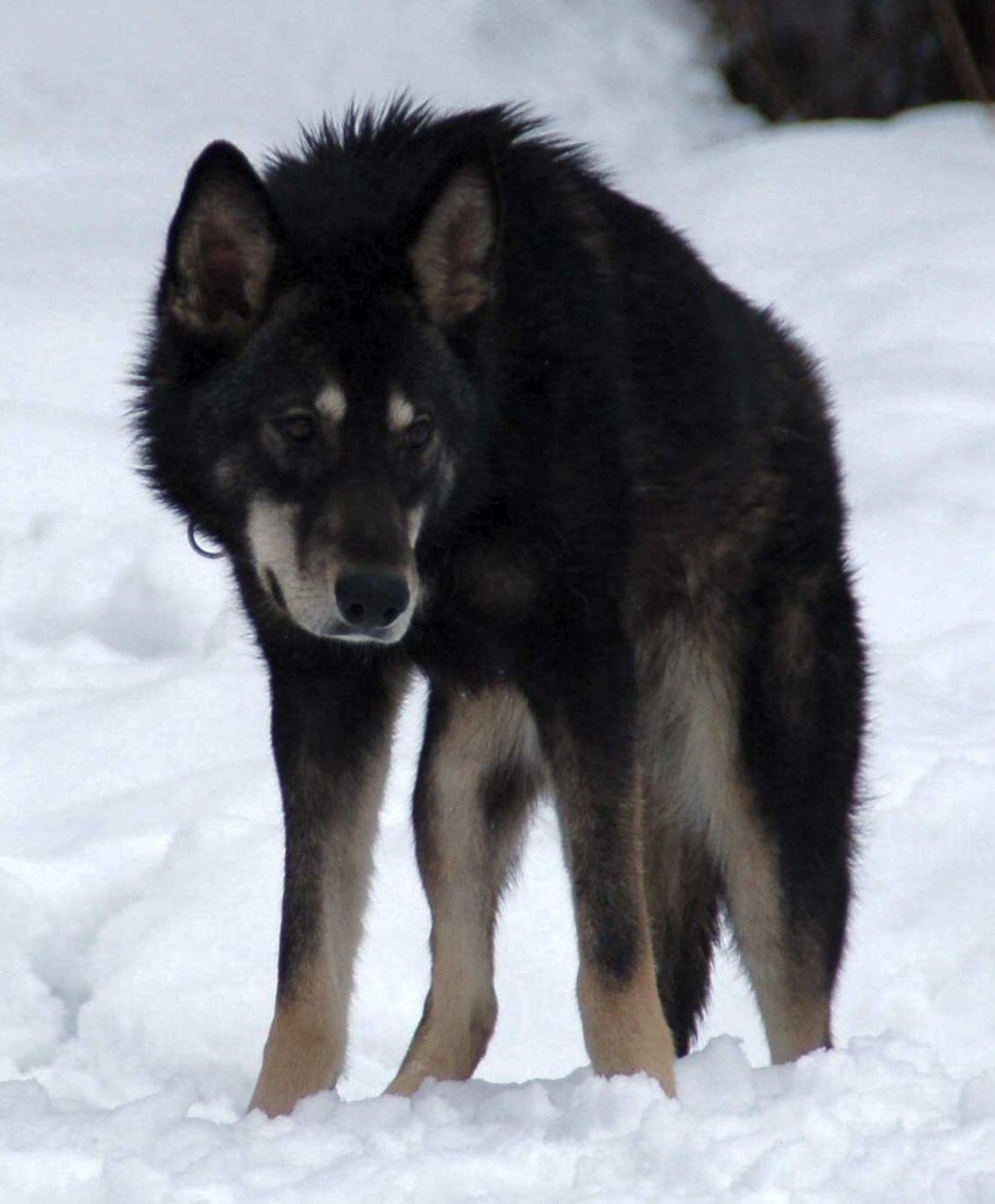 Утонаган собака черный