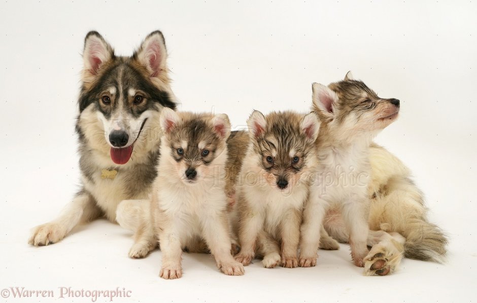 Новорожденные щенки утонаган