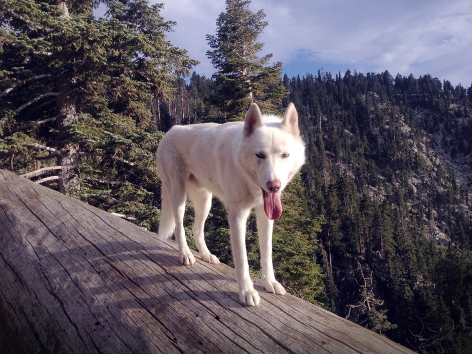 Домашний волк дома белый