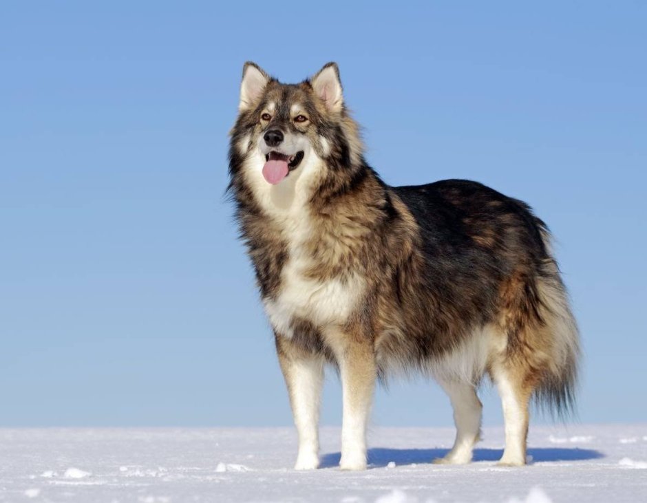 Утонаган (маламут + Сибирский хаски + немецкая овчарка)