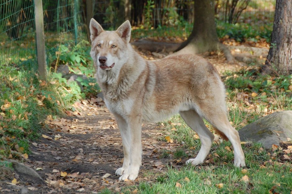 Волкособ Сарлоса