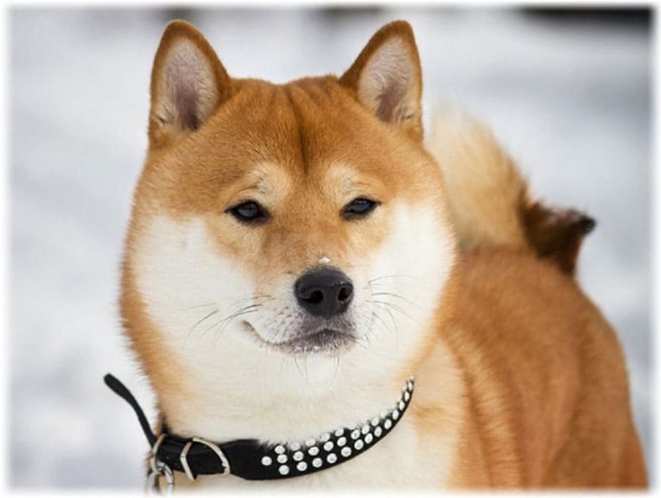Сиба ину