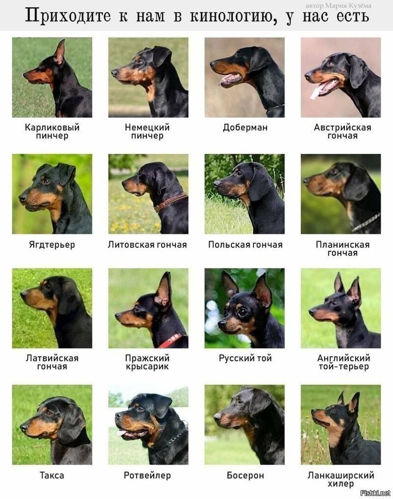 Кангал и мастиф