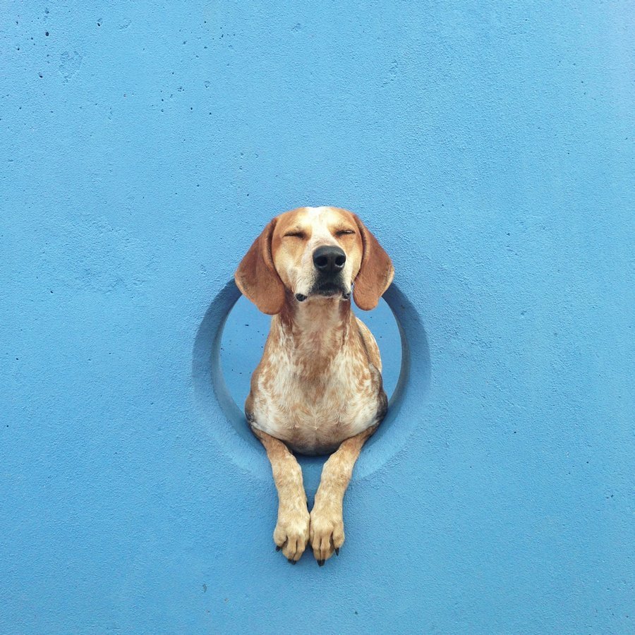 Милые собаки сохры