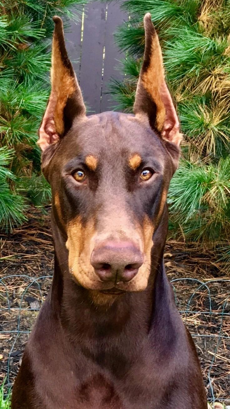 Билли Айлиш с щенками