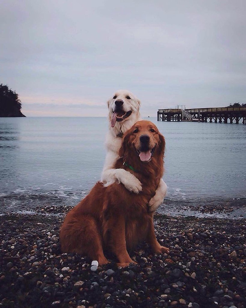 Цвергпинчер и Ягдтерьер сравнение