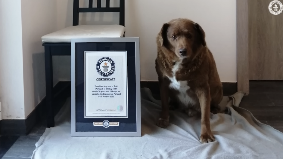 Американский питбуль мышцы