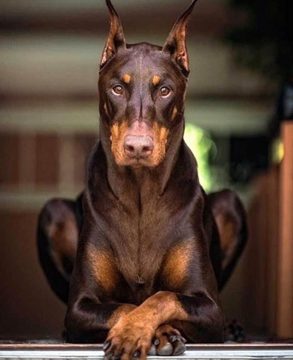 Доберман Владека Рошины