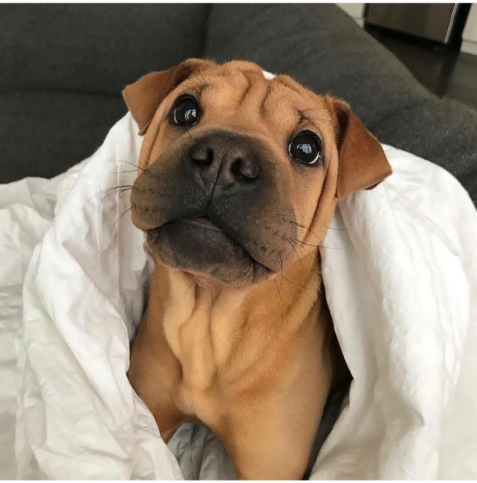 Американский питбультерьер черный