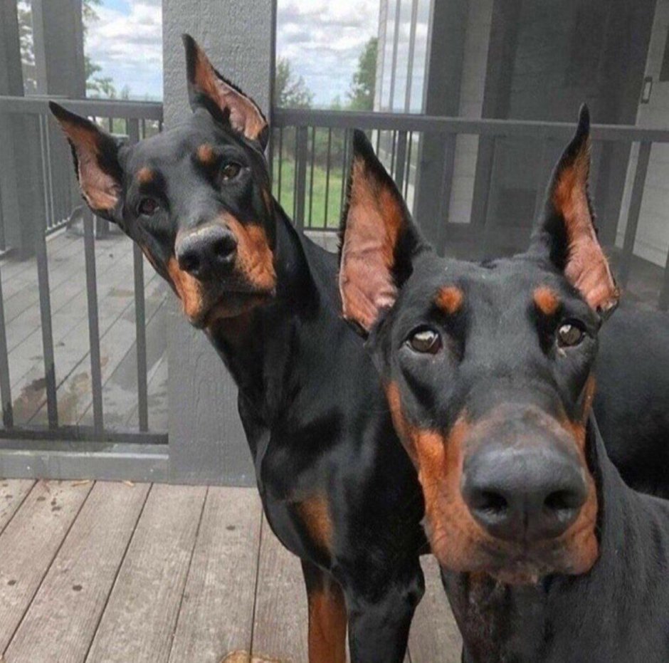 Европейский Доберман