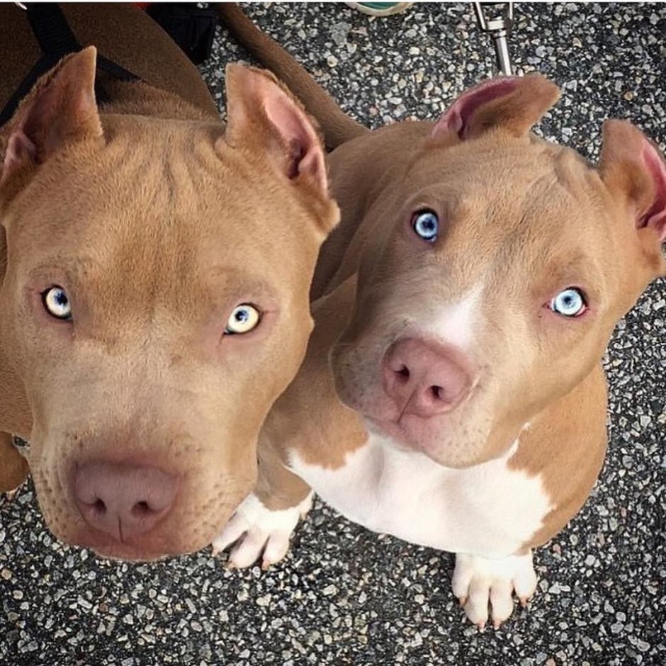 Тигровый лабрадор