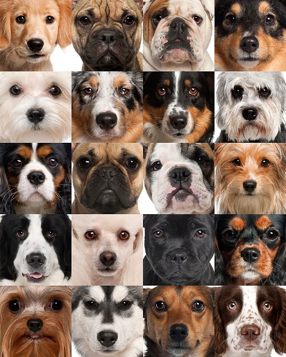 Порода собак Доберман