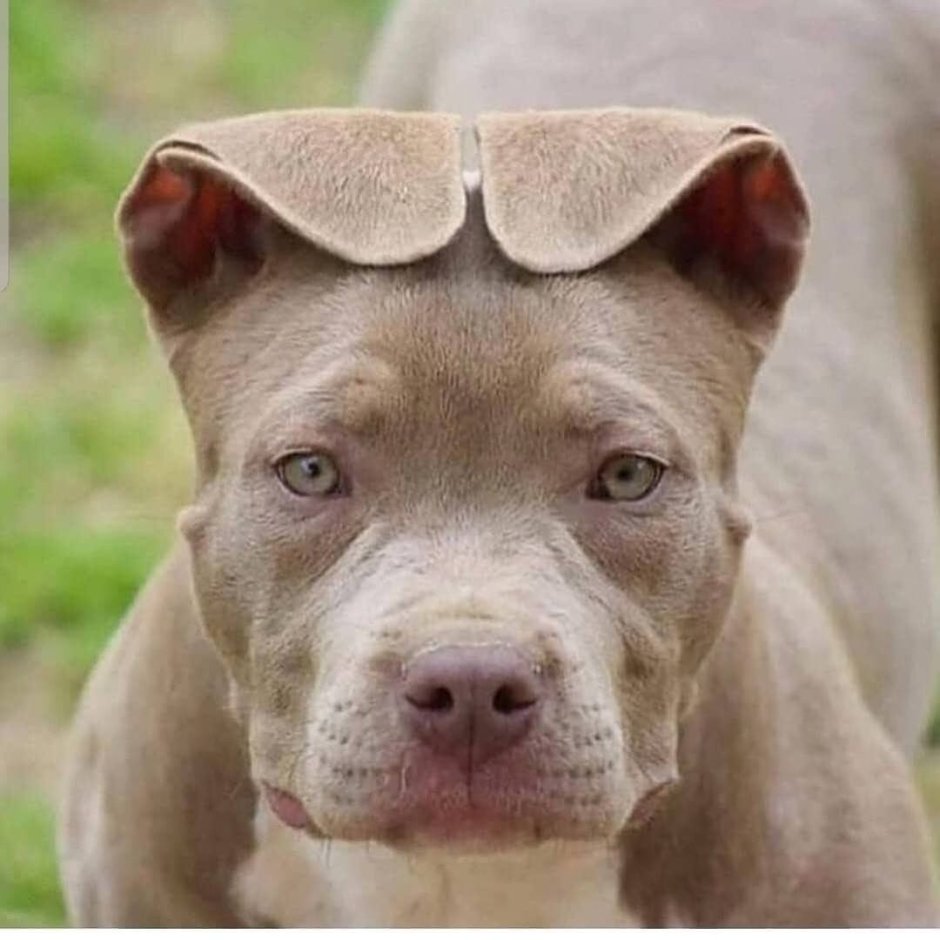 Оберштурмбантерьер порода