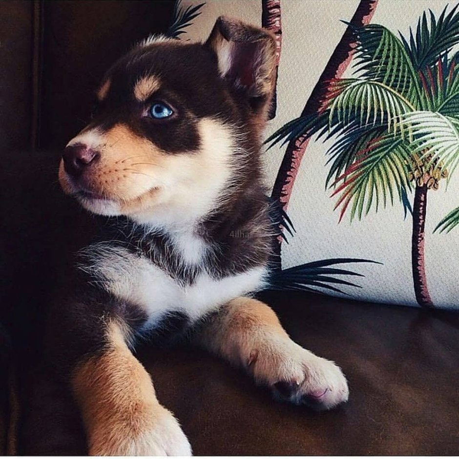 Милые дворняжки