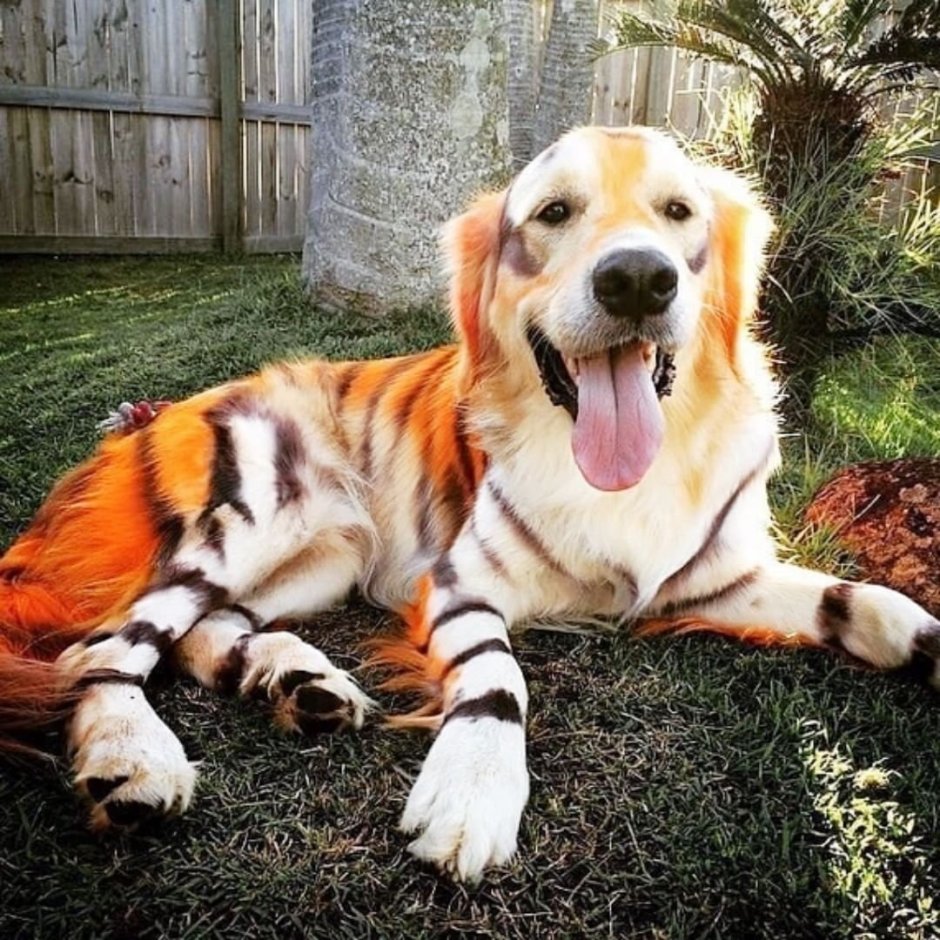 Американский питбуль Халк