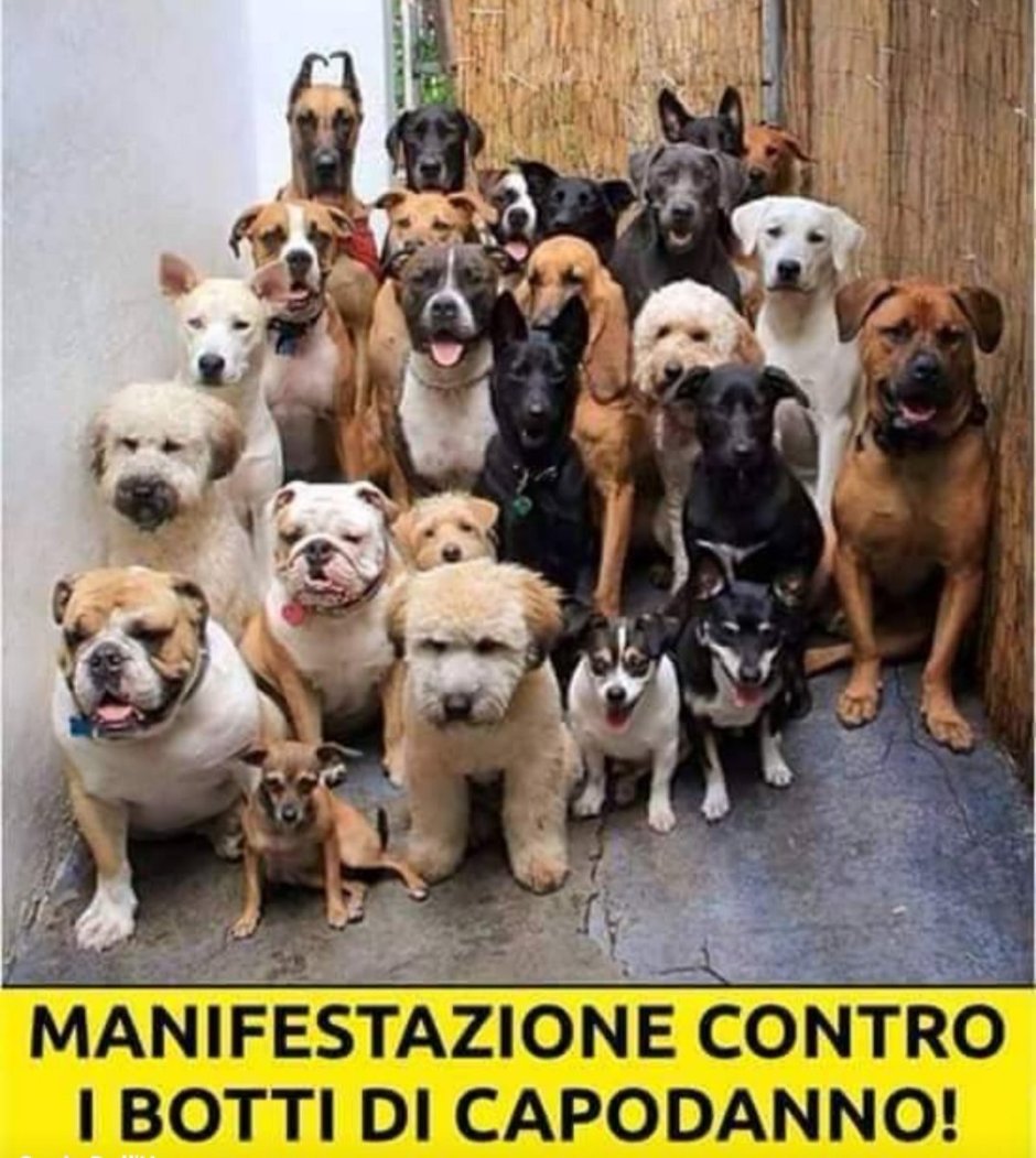 Много собак разных пород