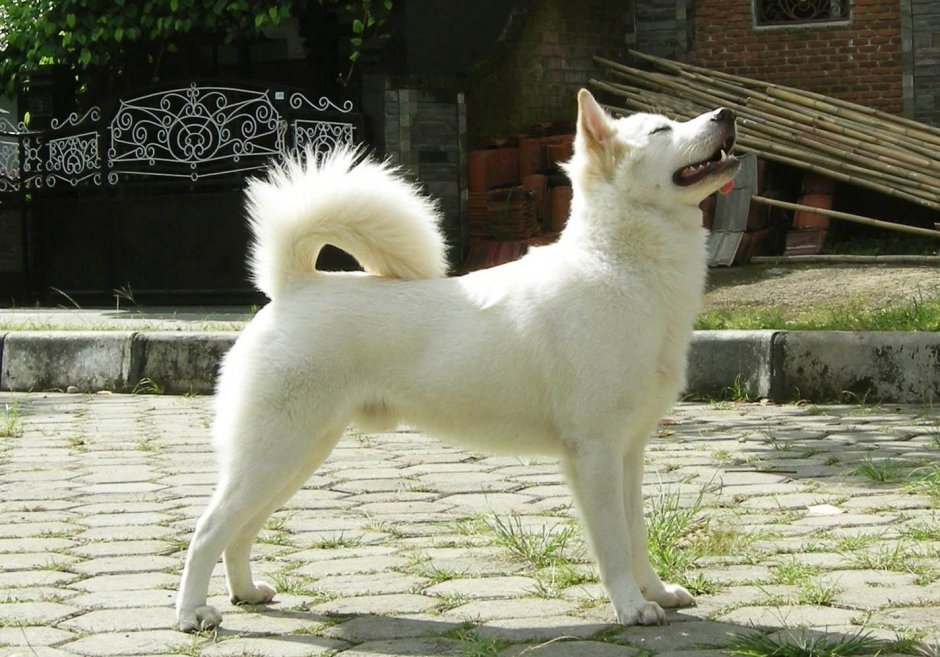 Кинтамани собака Bali Dog