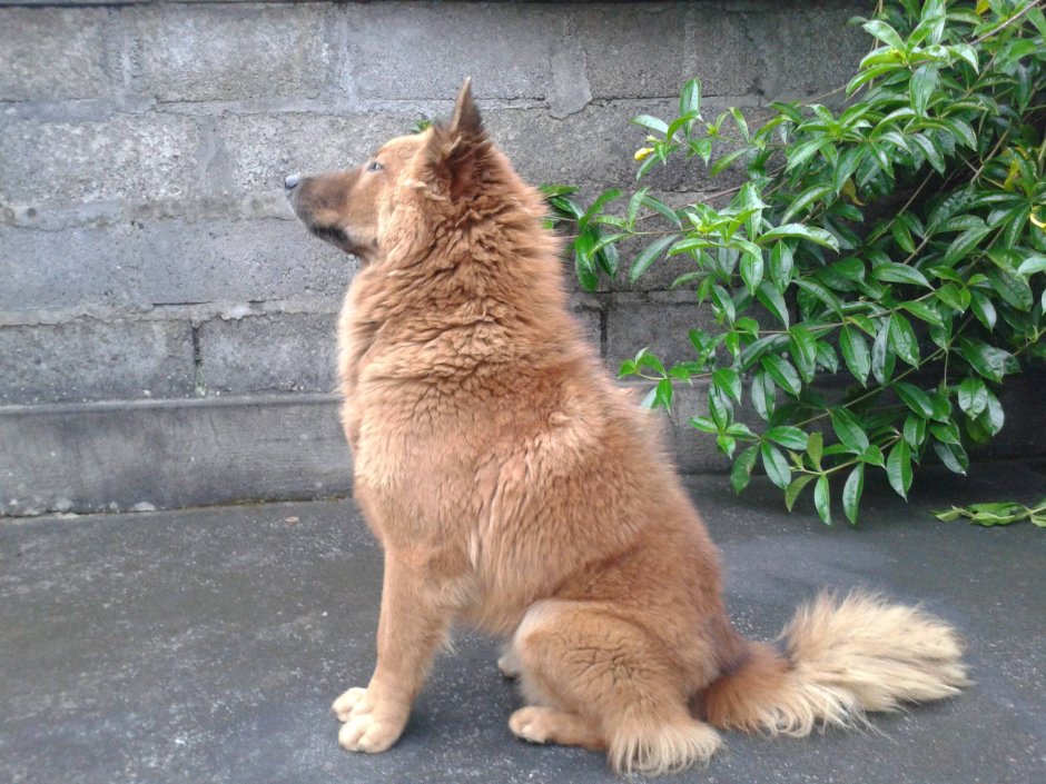 Кинтамани собака Bali Dog